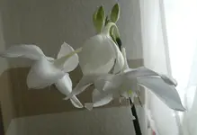 eucharis 0055.webp