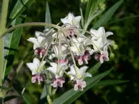 PICT0001.webp