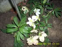 JD500219.webp