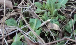 DSC00909 - 2011-01-29 - schlüsselblumen (od. primeln).webp