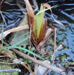 DSC00904 - 2011-01-29 - blaue wasserschwertlilie.JPG