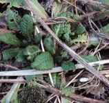 DSC00902 - 2011-01-29 - primeln.webp