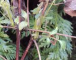 DSC00898 - 2011-01-29 - clematis rot.JPG