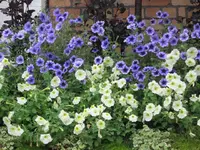 05_Auckland Domain Botanical Garden (8).webp