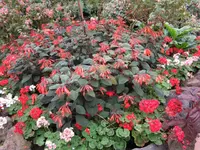 05_Auckland Domain Botanical Garden (11).webp