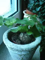DSC00944.webp