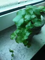 DSC00945.webp