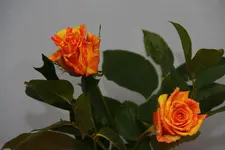 IMG_5782.webp