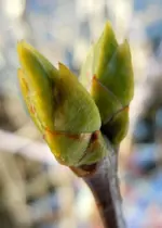 081Knospen.webp
