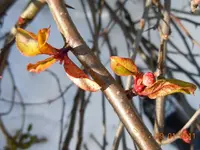077Knospen.webp