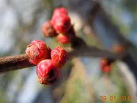 079Knospen.webp