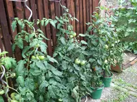 100_1433.webp