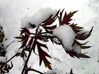 06197Winterblätter.webp