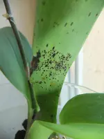DSCF2329.webp