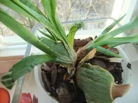 DSCF2334.webp