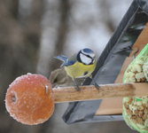 Blaumeise4.webp