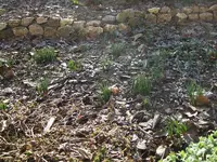 krokusse.webp
