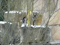 Schwanzmeisen1.webp