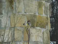 Schwanzmeisen3.webp