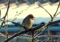 005.webp