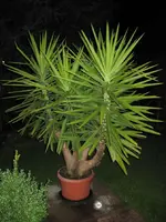 yucca.webp