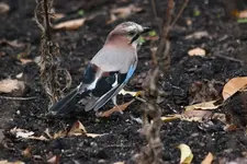 EichelhäherIMG_6903.webp