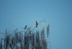 Bussard mit Elster.JPG