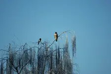 Bussard mit Elster.webp