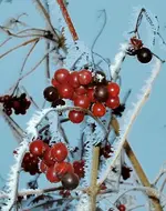 P1317946 rote Beeren.webp