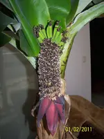 100_9496.webp