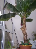 100_9498.webp