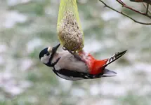 _MG_1635.webp
