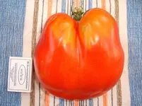 Garten August09 001.webp Garten August09 001.webp