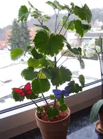 100_5989.webp