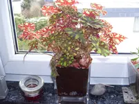 100_5990.webp
