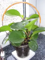100_5991.webp