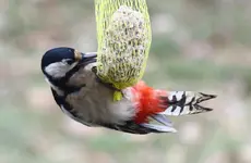 _MG_1650.webp