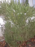 CIMG7383.webp