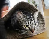 DSC00632.webp