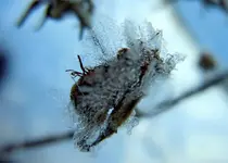 140.webp