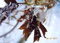 129.webp