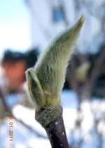 075Knospen.webp