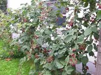 100_1630.webp