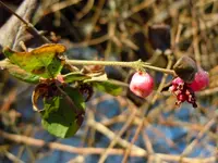 080Knospen.webp