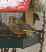 P1066849 Grünfink.webp