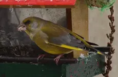P1066853 Grünfink.webp