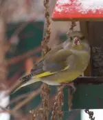P1066856 Grünfink.webp
