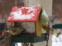 P1066860 Grünfinken.webp