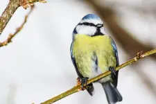 Blaumeise (5).webp