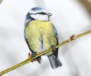 Blaumeise (7).webp